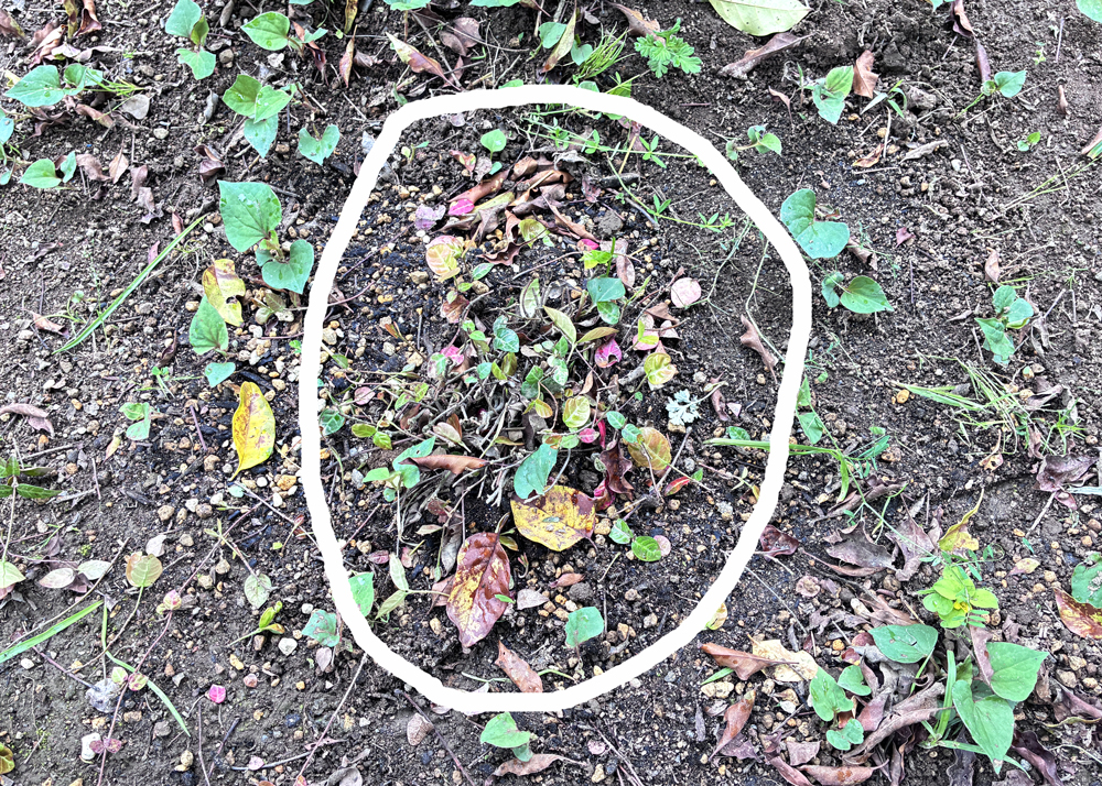地植えのハツユキカズラを剪定したところ