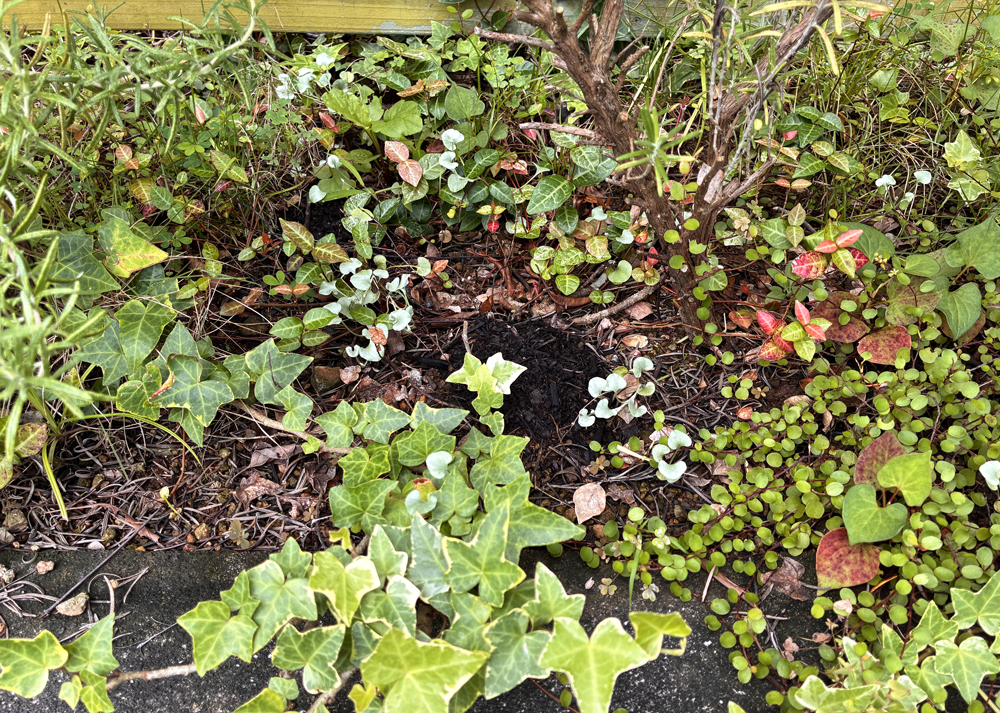 地植えのハツユキカズラ（日陰）