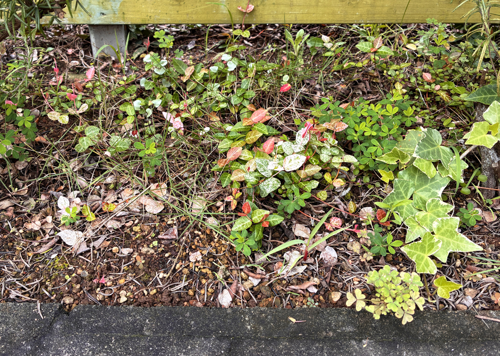 地植えのハツユキカズラ