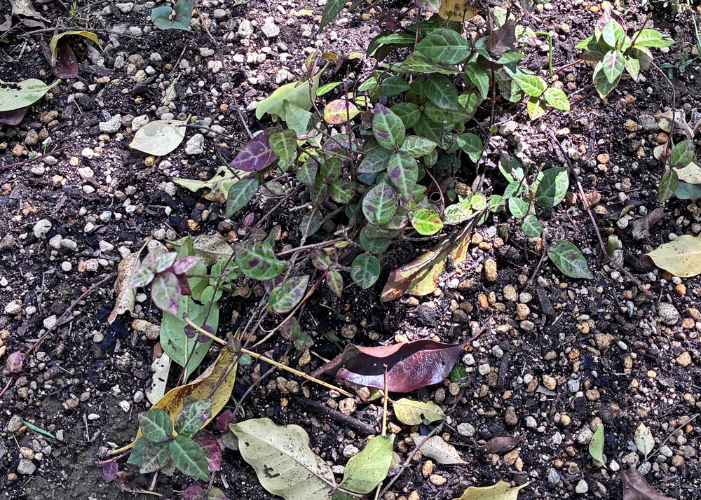 地植えのハツユキカズラ（緑色の葉）