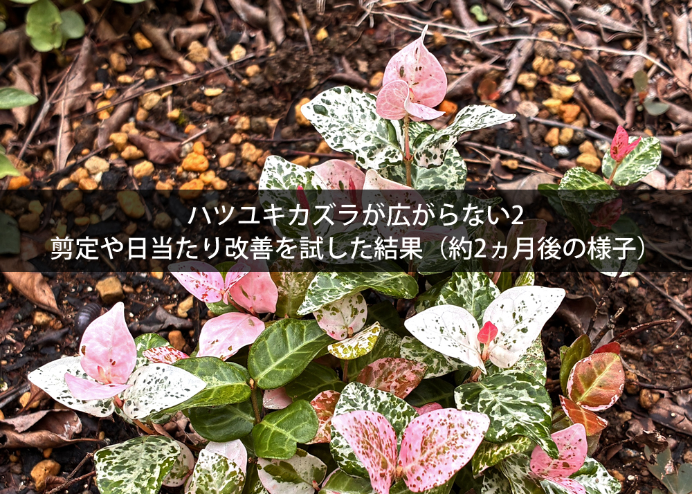 ハツユキカズラが広がらない2｜剪定や日当たり改善を試した結果（約2ヵ月後の様子）