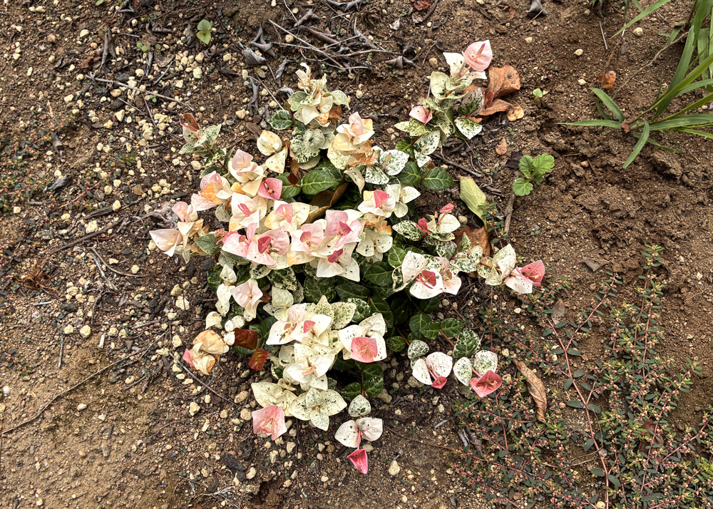 葉焼けした地植えのハツユキカズラ