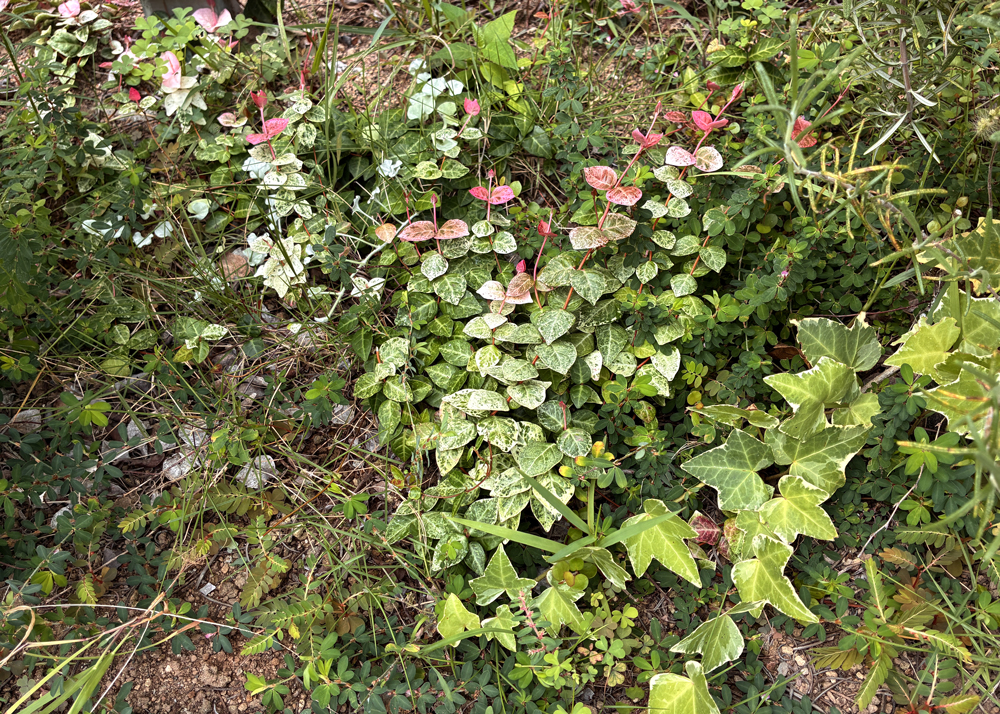 地植えのハツユキカズラ