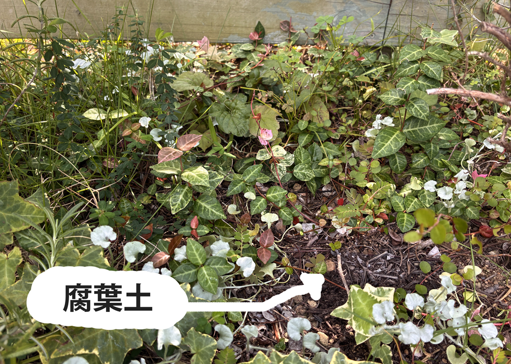 地植えのハツユキカズラ(日陰)
