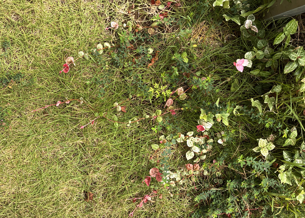 地植えのハツユキカズラのツル