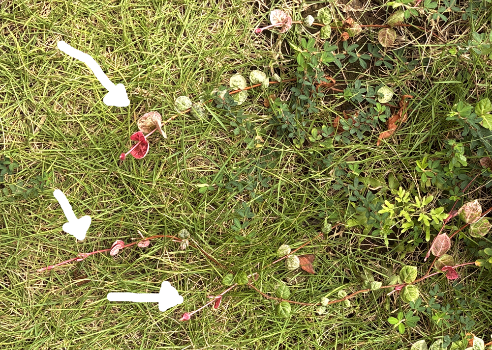 地植えのハツユキカズラのツル