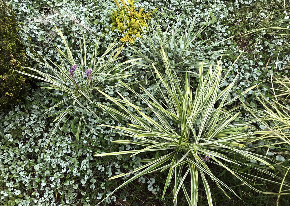 地植えの斑入りヤブラン