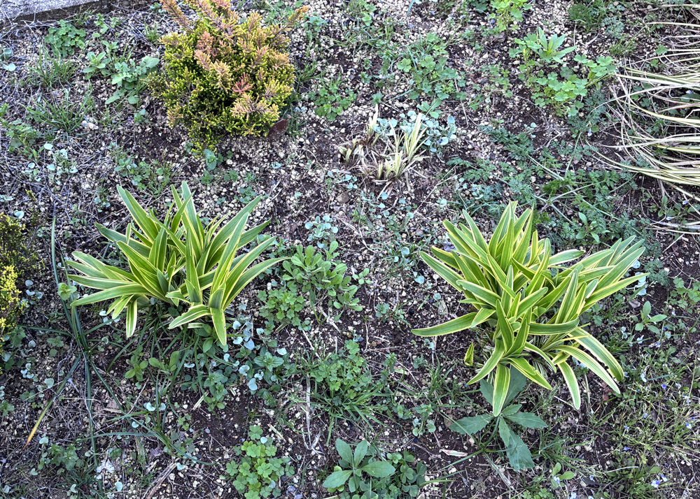地植えの斑入りヤブラン