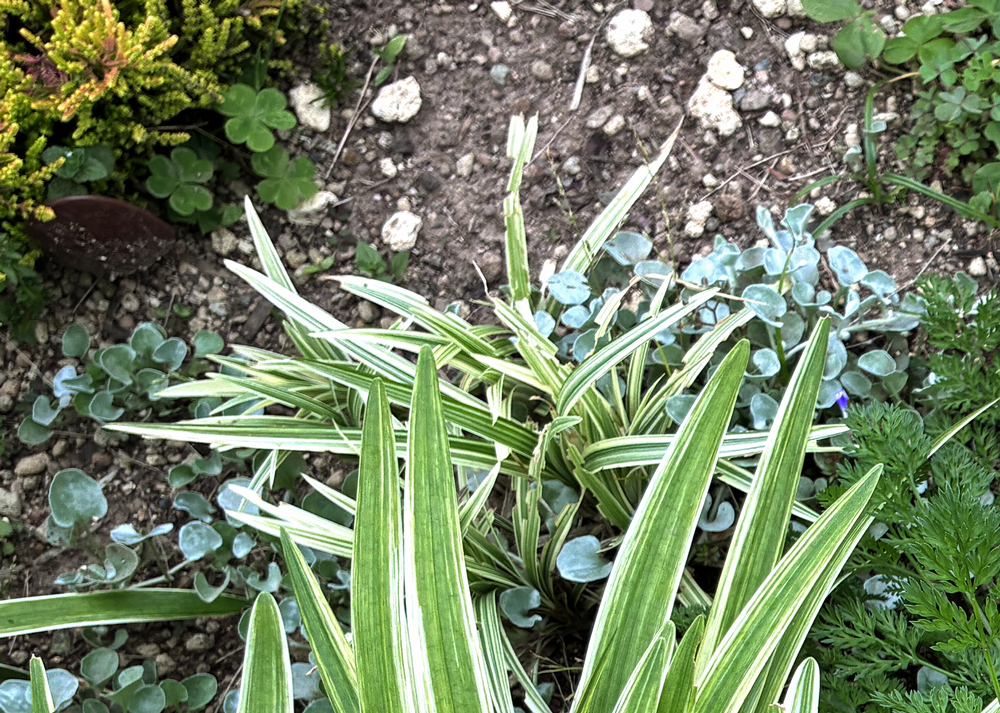 虫食いがある地植えの斑入りヤブラン