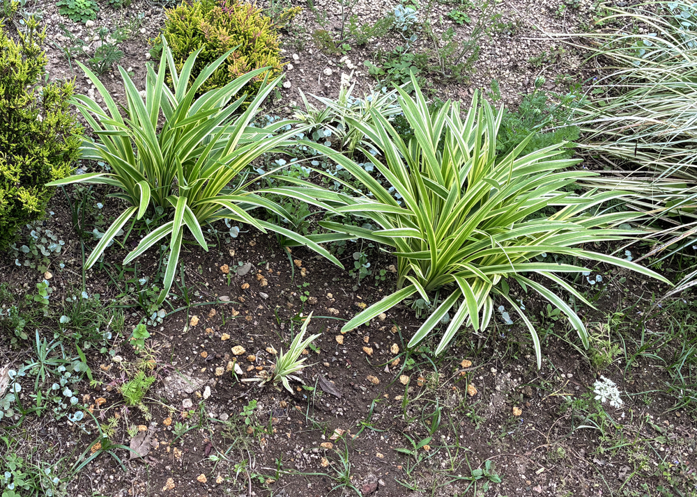 地植えの斑入りヤブラン(刈り込んで5週間半後の様子)