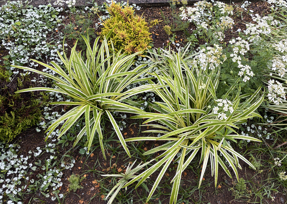 地植えの斑入りヤブラン(刈り込んでから2ヵ月後の様子)