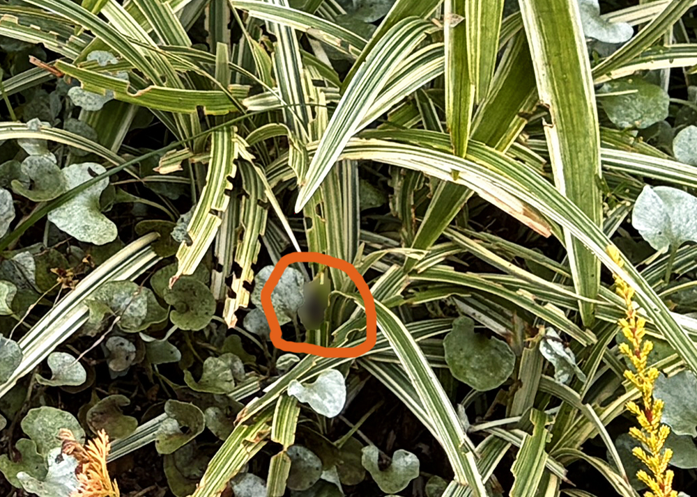 ヤブランの虫食いの葉(ヒョウタンゾウムシ?)