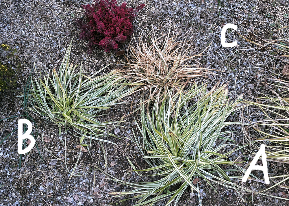 地植えの斑入りヤブラン(2月中旬の様子)