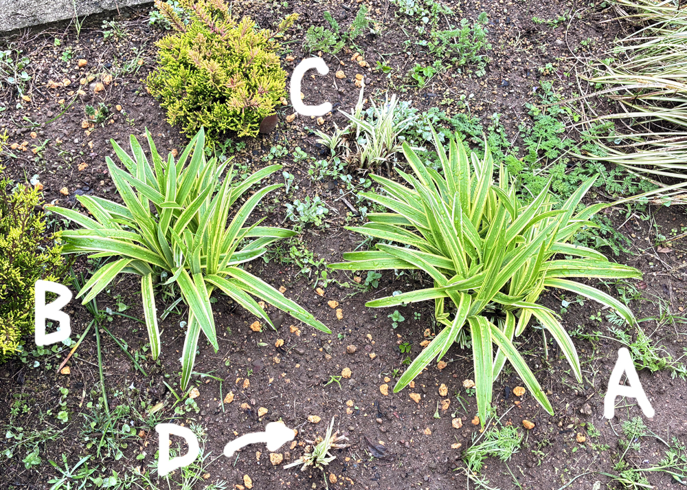 地植えの斑入りヤブラン(刈り込んで4週間後の様子)