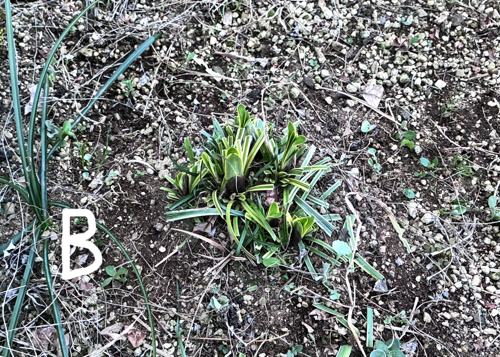 地植えのヤブランを刈り込んだところ