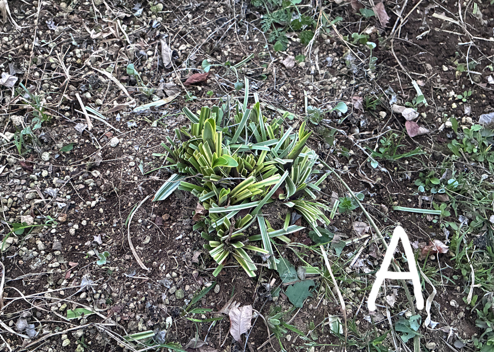 地植えのヤブランを刈り込んだところ