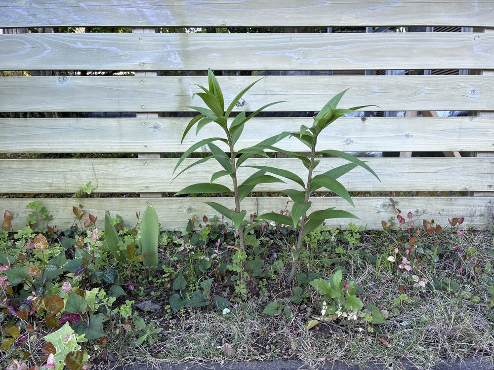 オリエンタルリリーの茎が伸び葉数が増えてきたところ（4月中旬の様子）