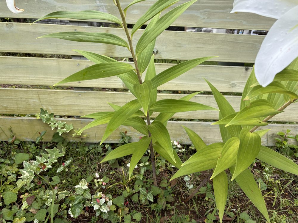 地植えのオリエンタルリリーの葉