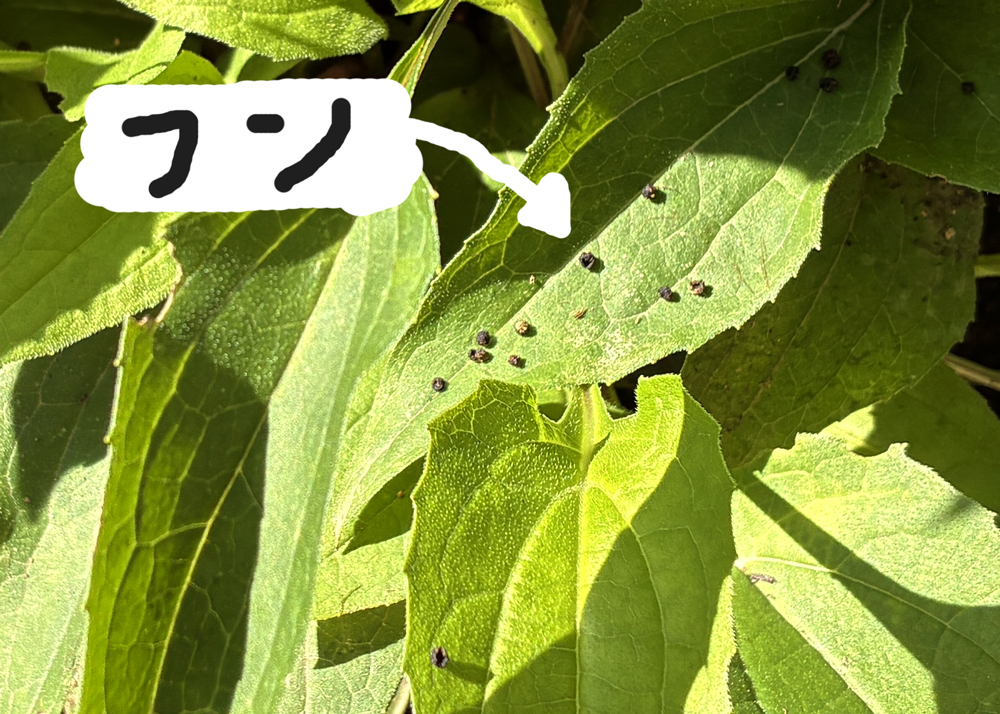 食害されたエキナセアの葉に落ちていたイモムシのフン