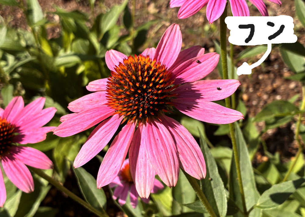エキナセアの花の上に落ちているイモムシのフン