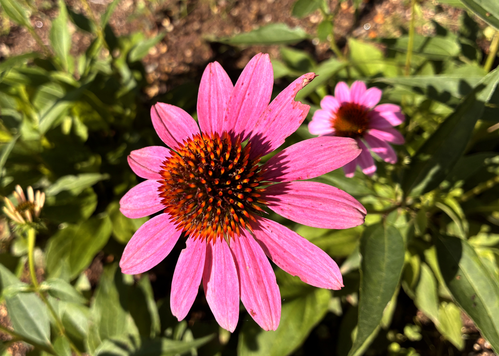 食害されたエキナセアの花