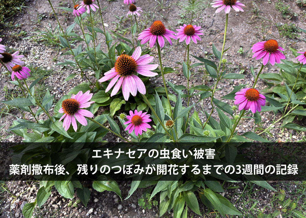 エキナセアの虫食い被害｜薬剤撒布後、残りのつぼみが開花するまでの3週間の記録