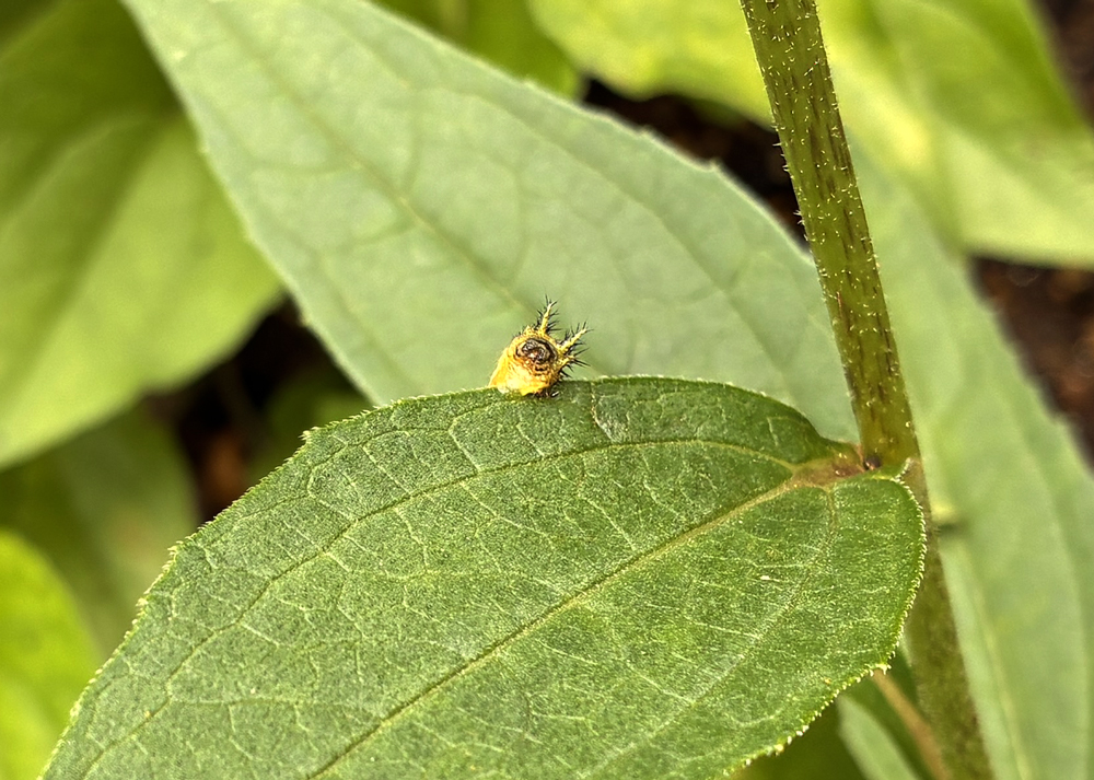 地植えの食害されたエキナセアにいたイモムシ