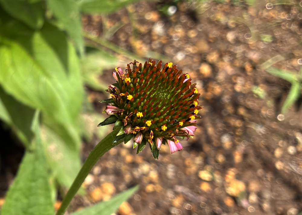 食害されたエキナセアの花