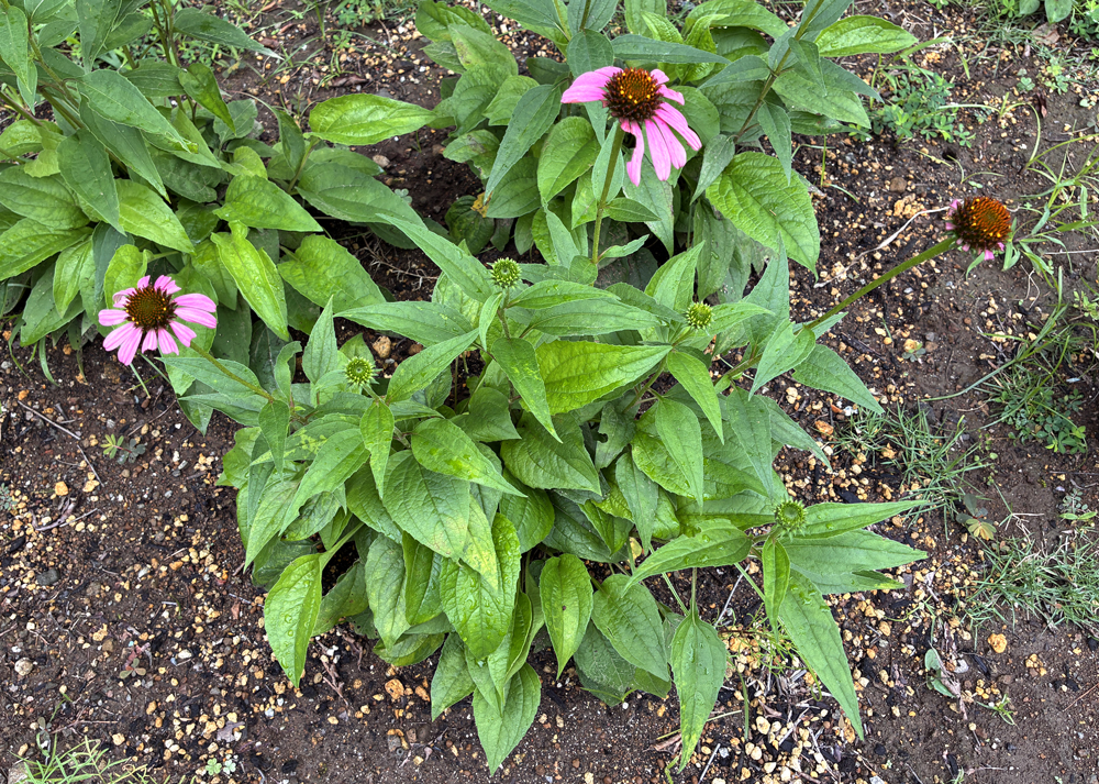 地植えの食害されたエキナセア
