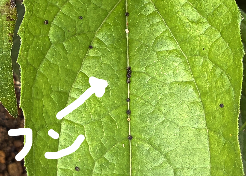 地植えの食害されたエキナセアの葉に落ちているフン