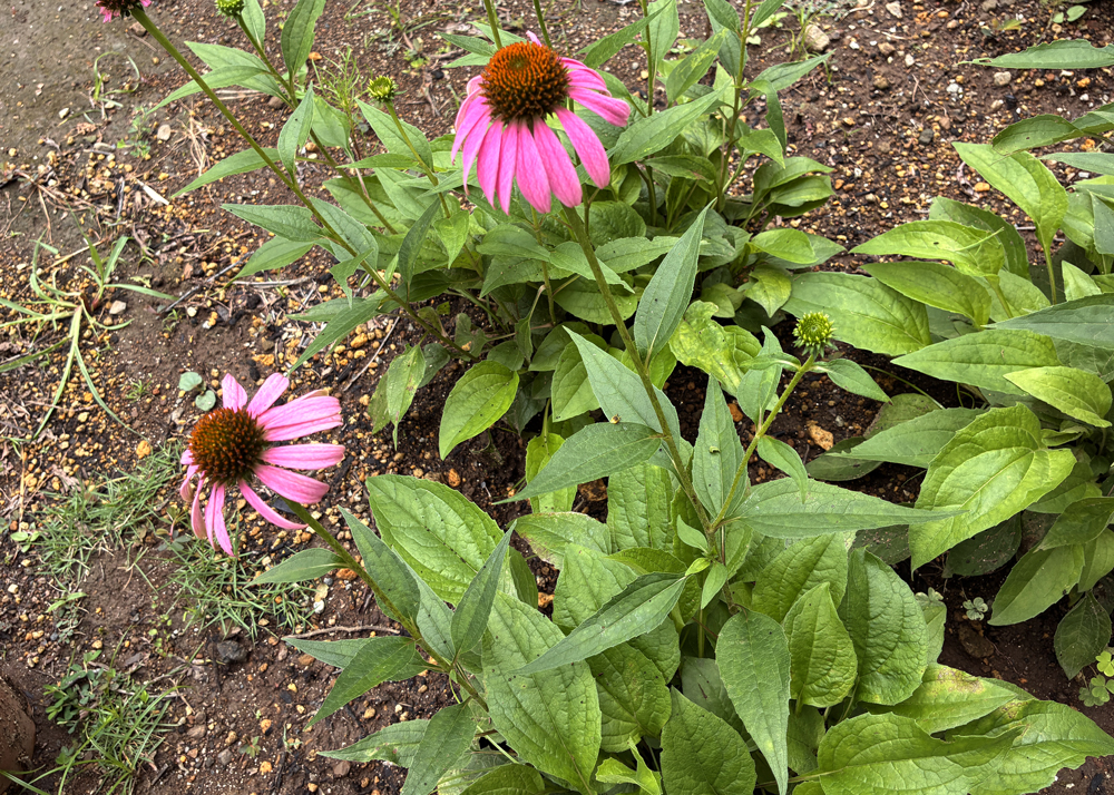 地植えの食害されたエキナセア