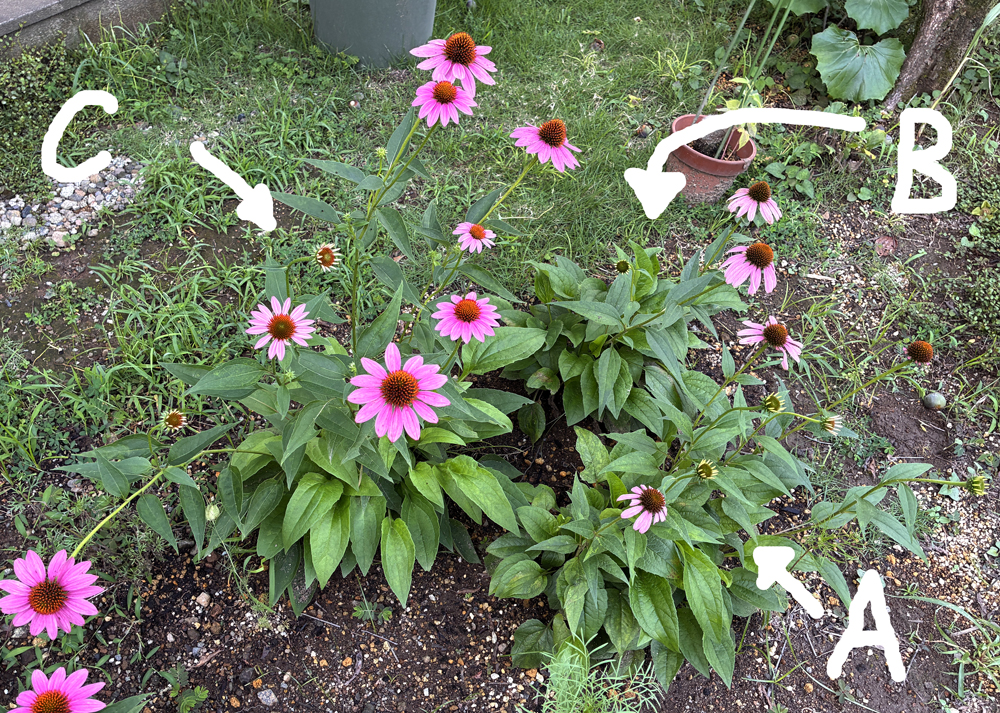 地植えの食害されたエキナセア
