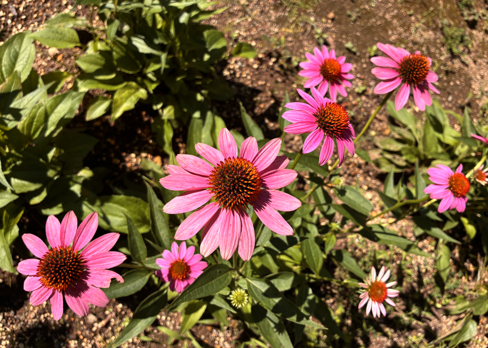 地植えのエキナセア（ピンク色の花）