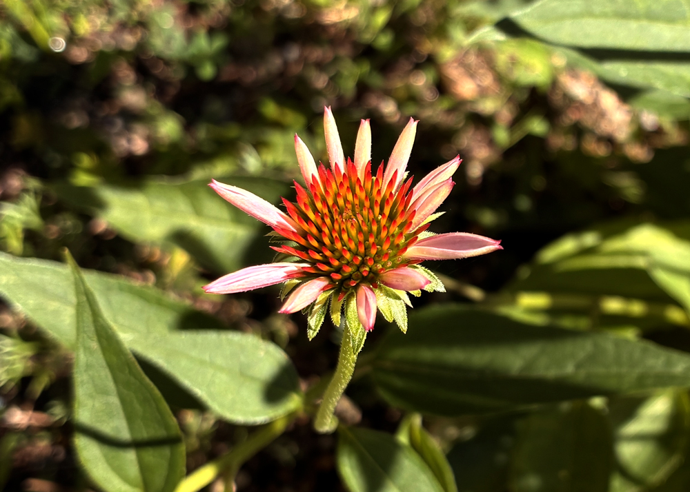 エキナセアの花が咲き始めた様子