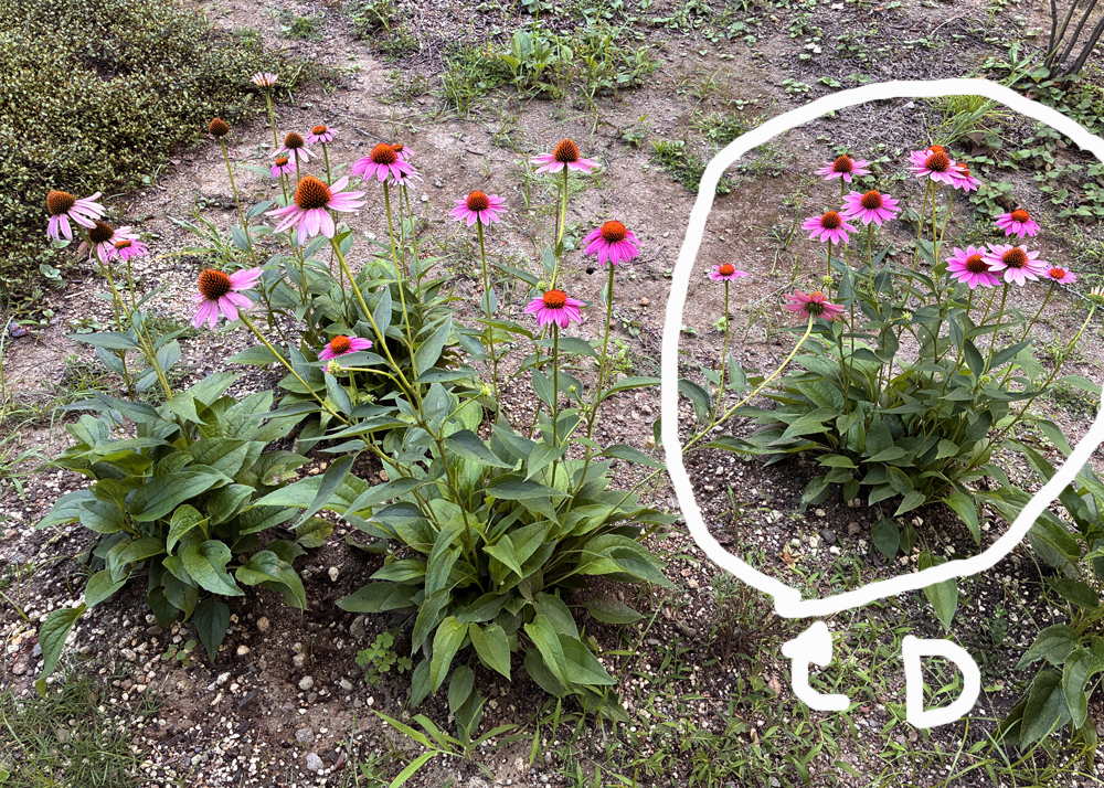 地植えのエキナセア（ピンク色の花）