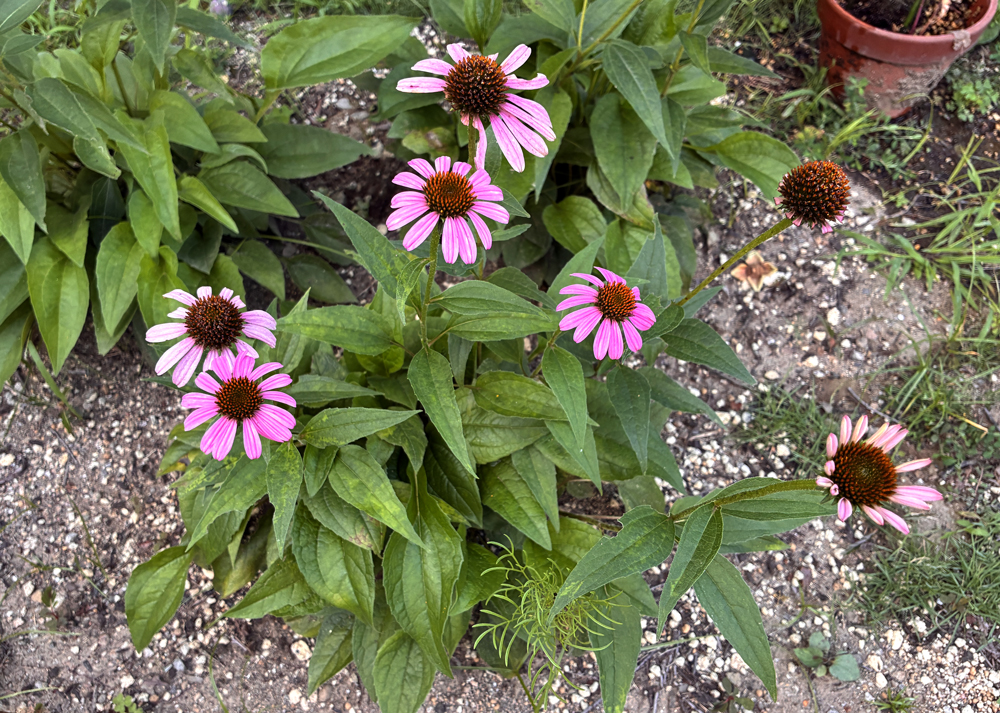 地植えの食害されたエキナセア