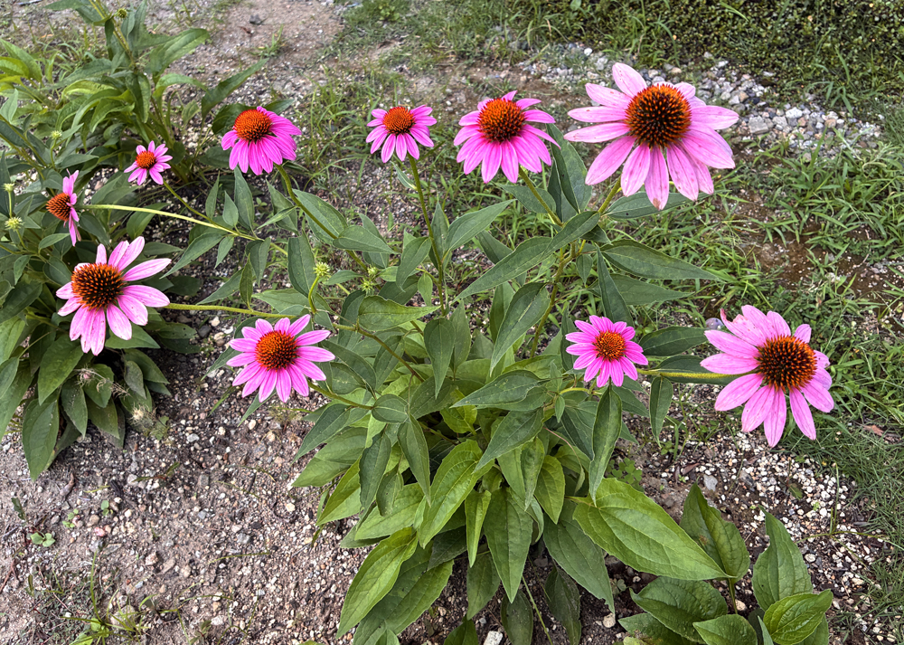 地植えの食害されたエキナセア