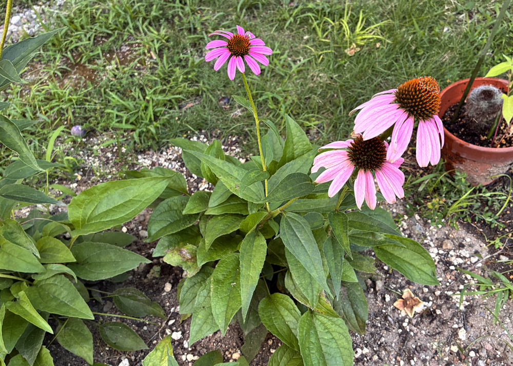 地植えの食害されたエキナセア