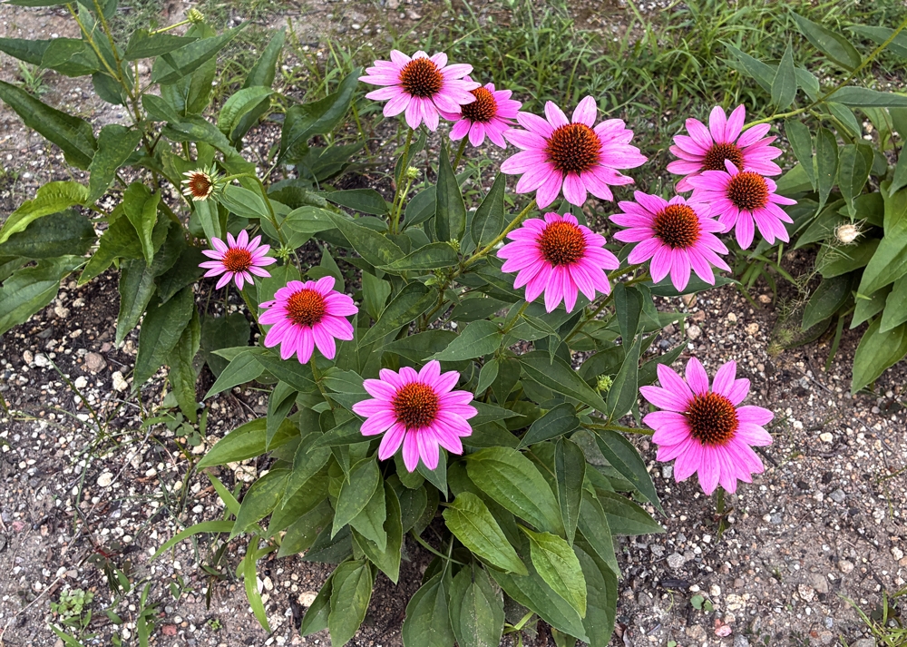 地植えのエキナセア（ピンク色の花）