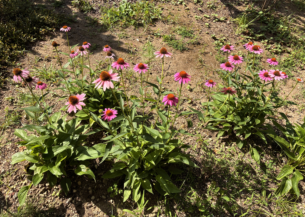 地植えのエキナセア（ピンク色の花）
