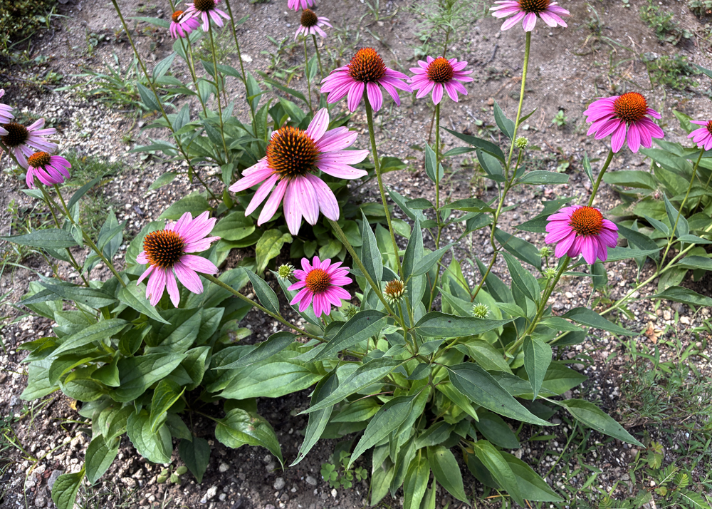 地植えのエキナセア（ピンク色の花）