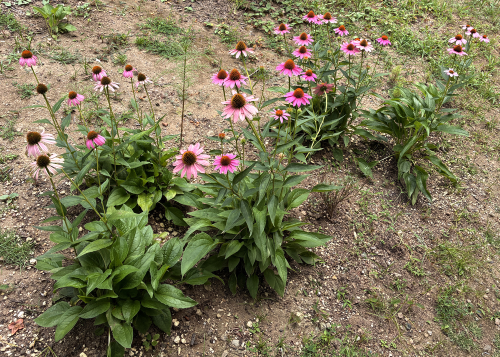 地植えのエキナセア（ピンク色の花）