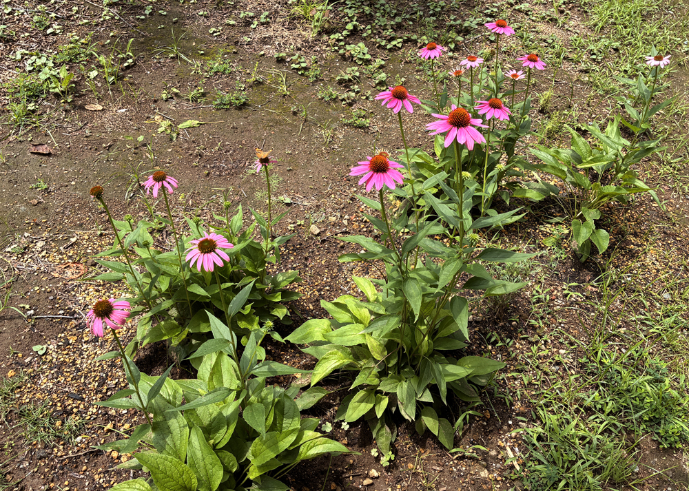 地植えのエキナセア（ピンク色の花）