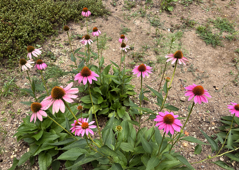 地植えのエキナセア（ピンク色の花）