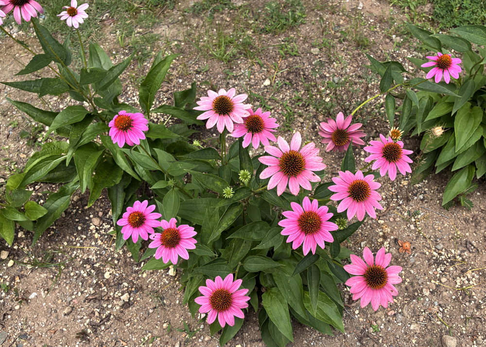 地植えのエキナセア（ピンク色の花）