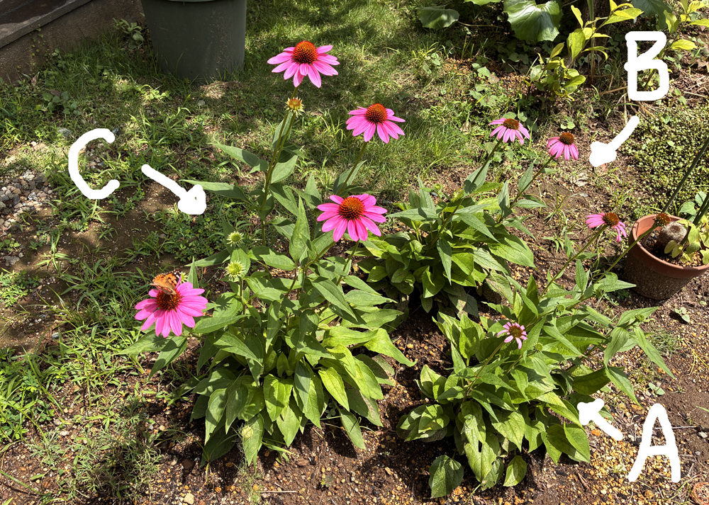 地植えのエキナセア（ピンク色の花）