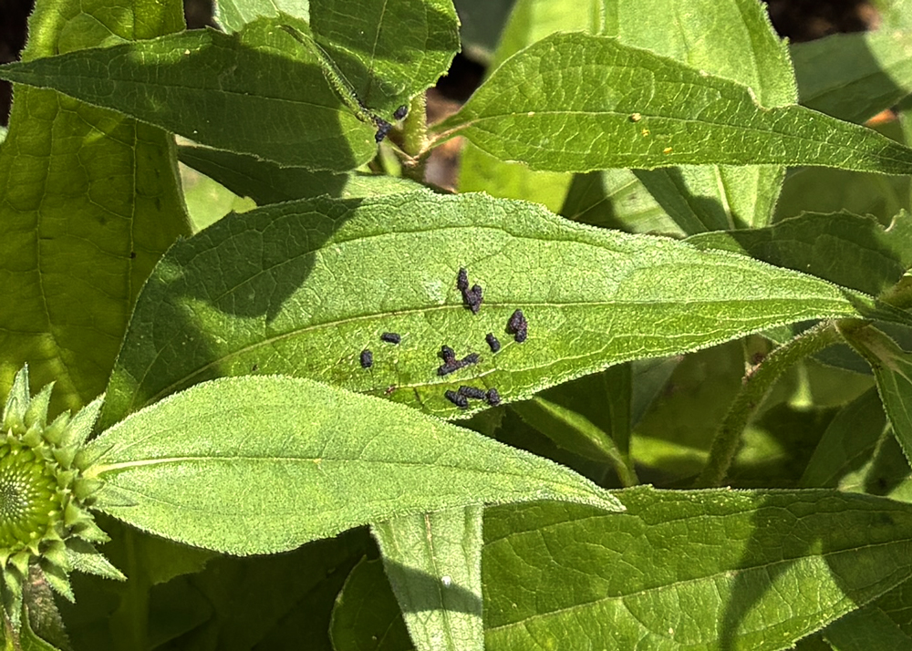 食害されたエキナセアの花の下に落ちていたフン