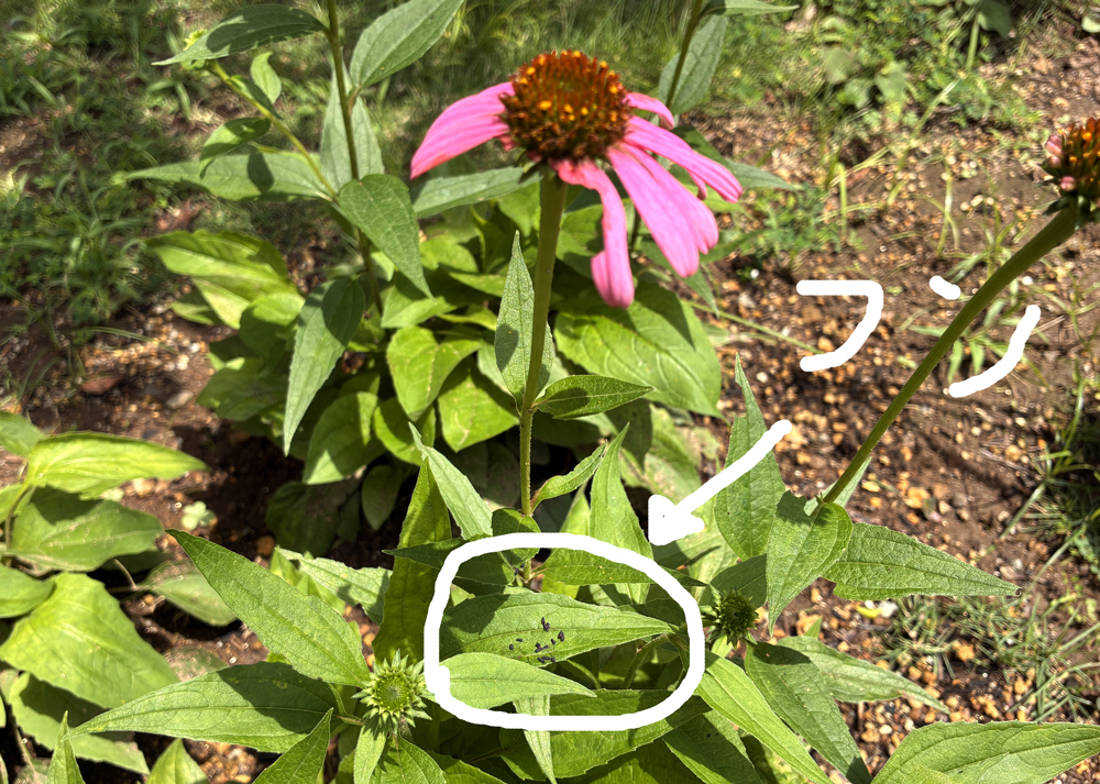 食害されたエキナセアの花とフン