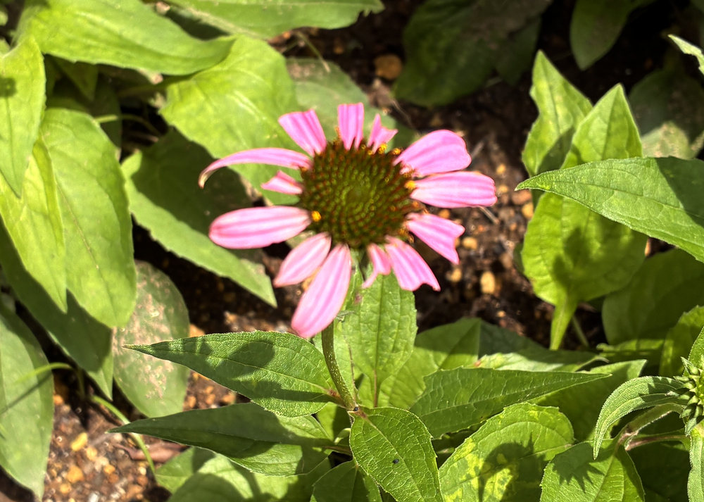 食害されたエキナセアの花