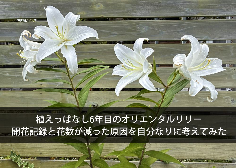 植えっぱなし6年目のオリエンタルリリー｜開花記録と花数が減った原因を自分なりに考えてみた